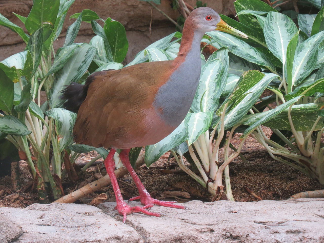 giant wood rail animal beak free photo