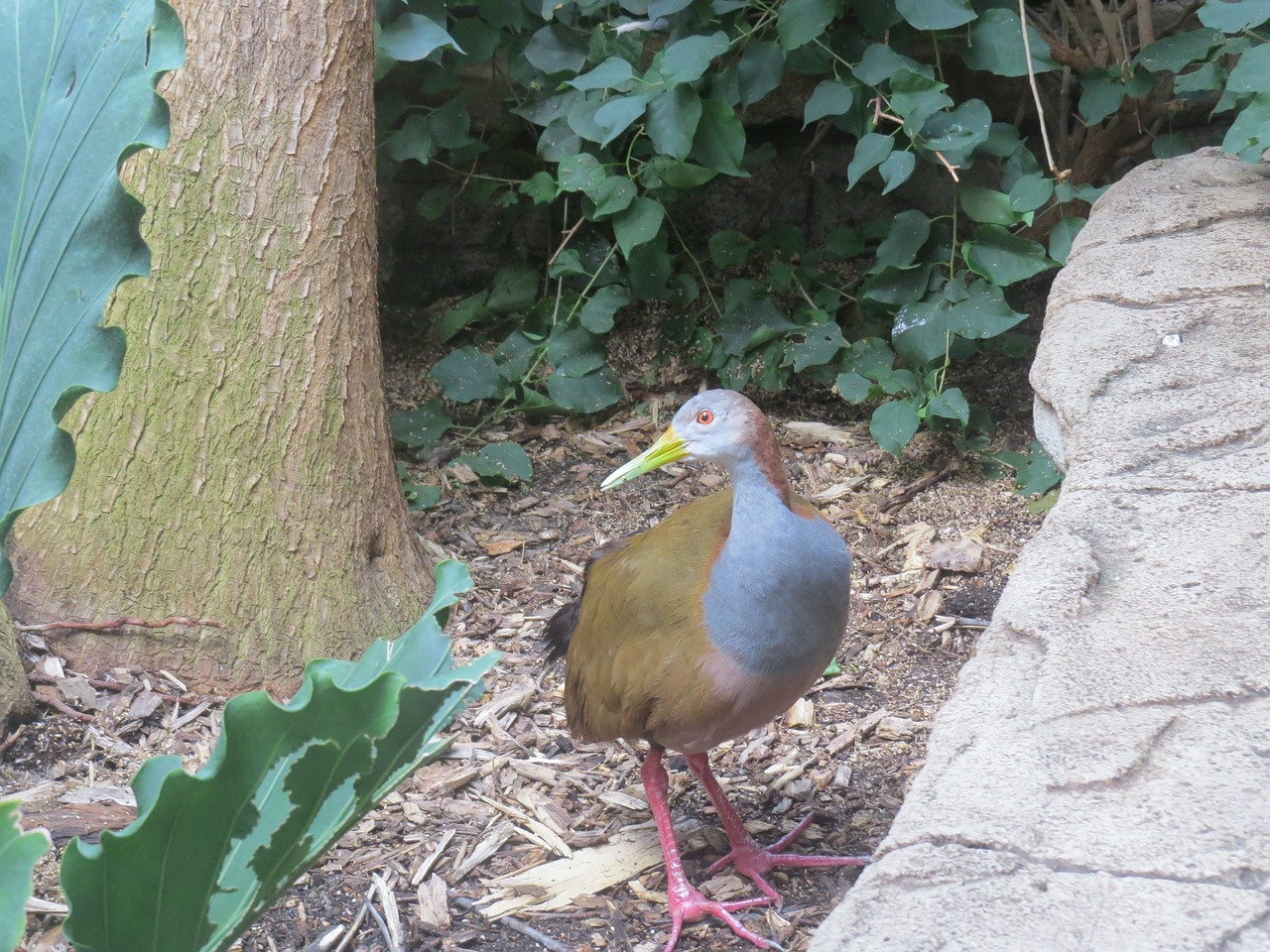 giant wood rail bird fly free photo