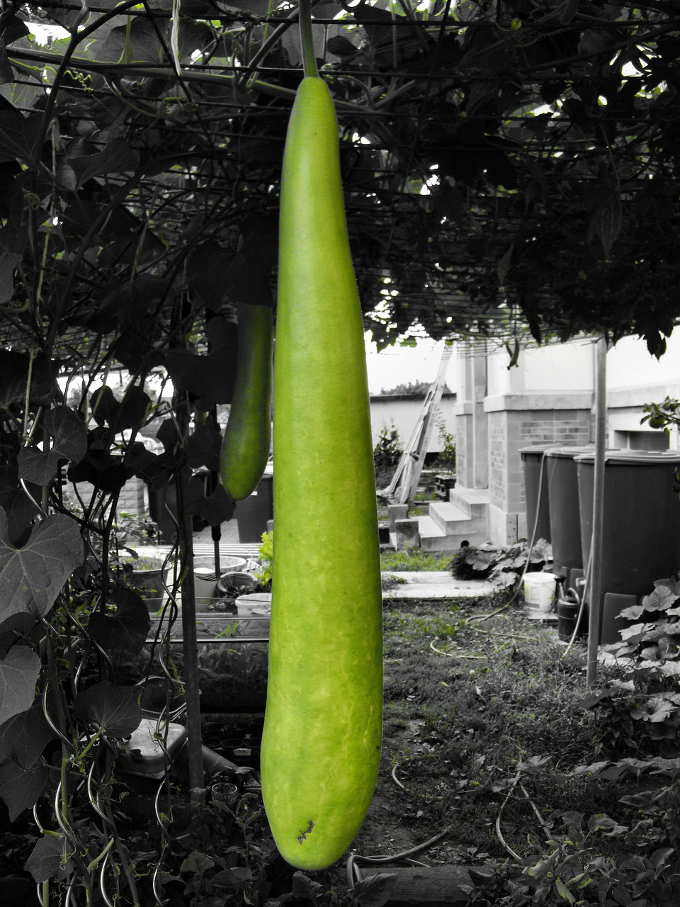 giant zucchini vegetables zucchini free photo