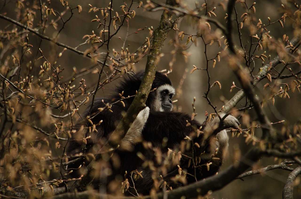 gibbon monkey tree free photo