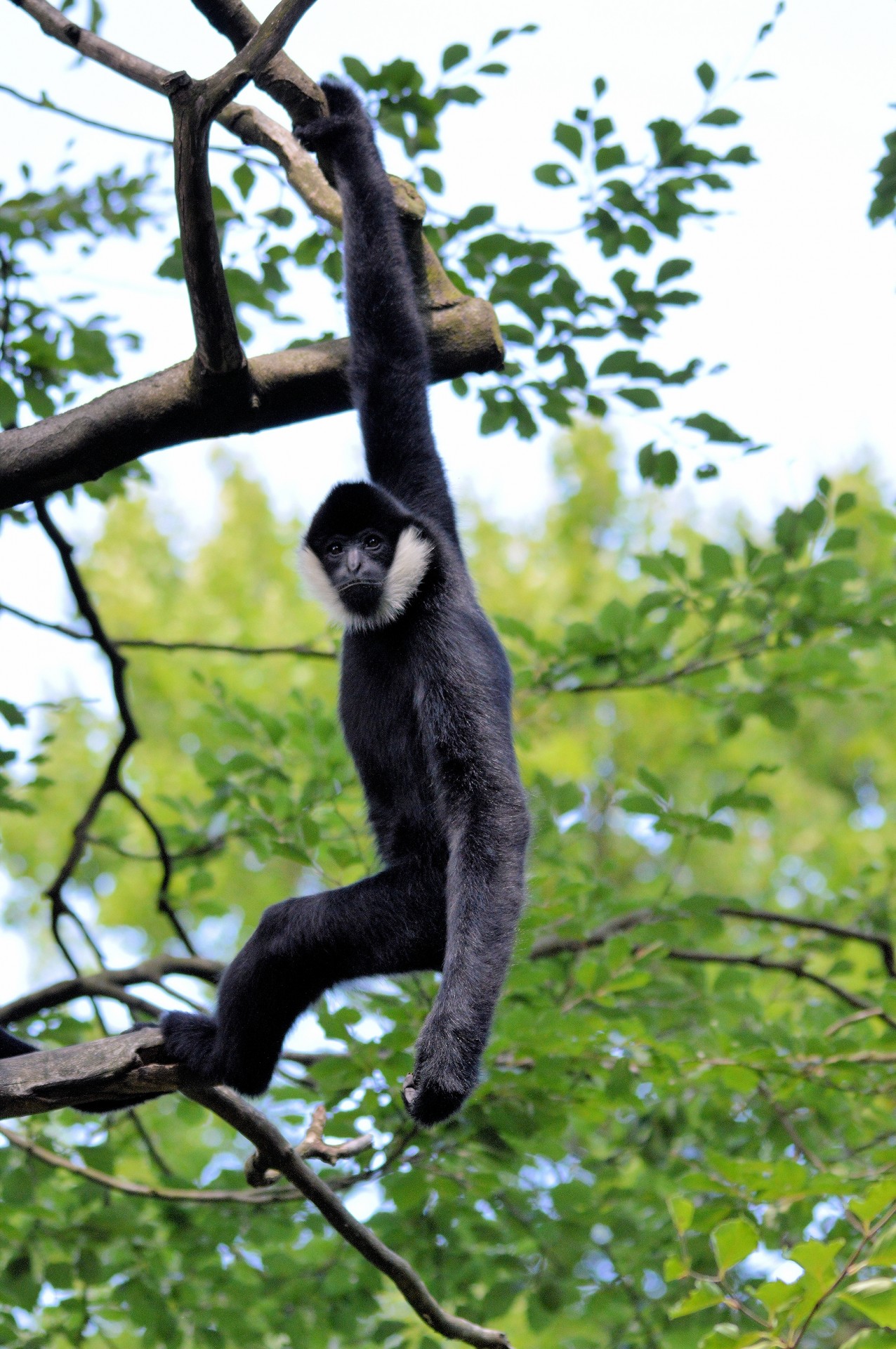gibbon monkey ape free photo