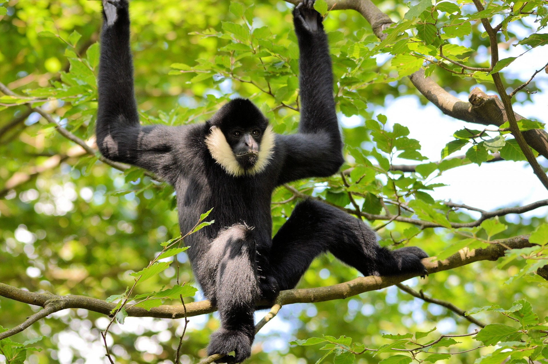 gibbon monkey ape free photo