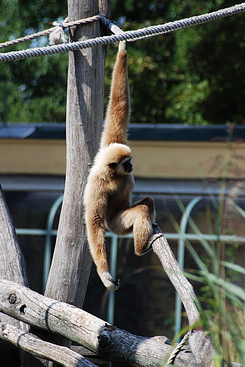 gibbon zoo balance free photo