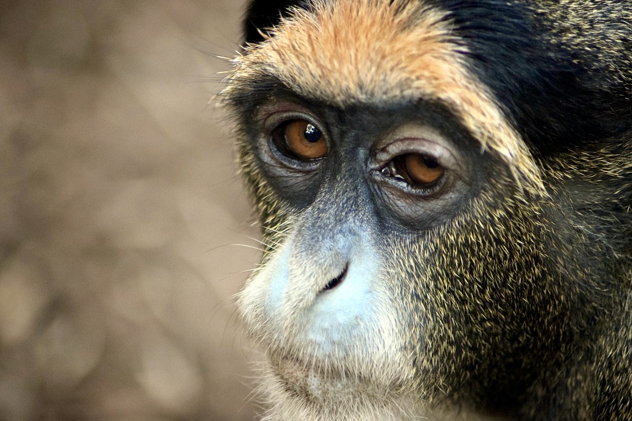 gibbon monkey zooaufnahme free photo