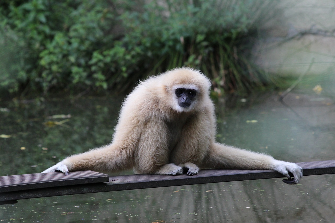 gibbon mammal zoo free photo