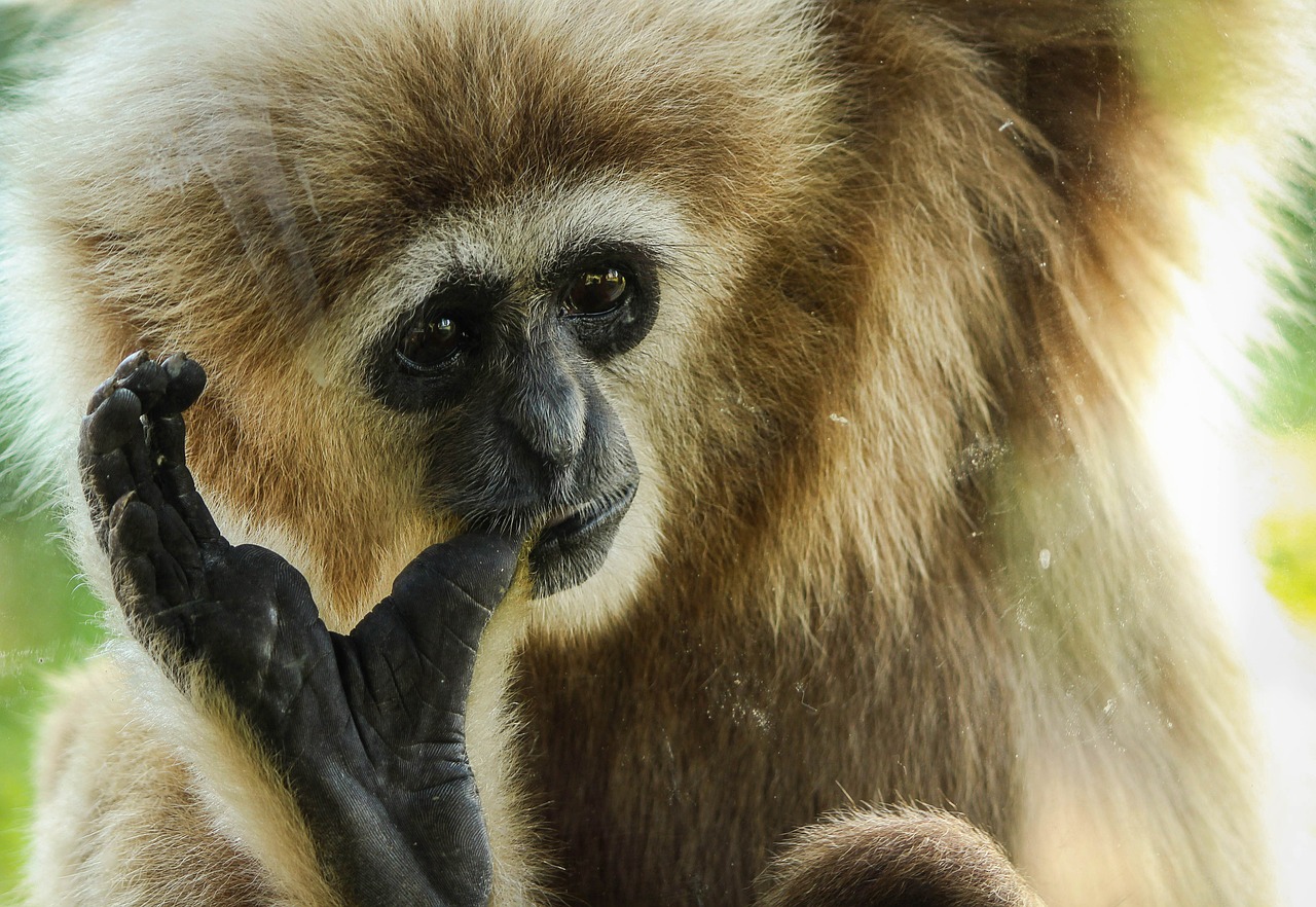 gibbon primate ape free photo