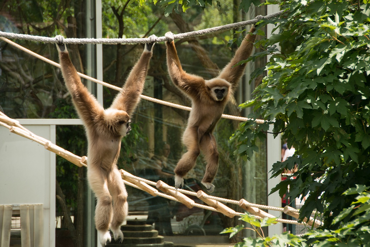 gibbon monkey white free photo