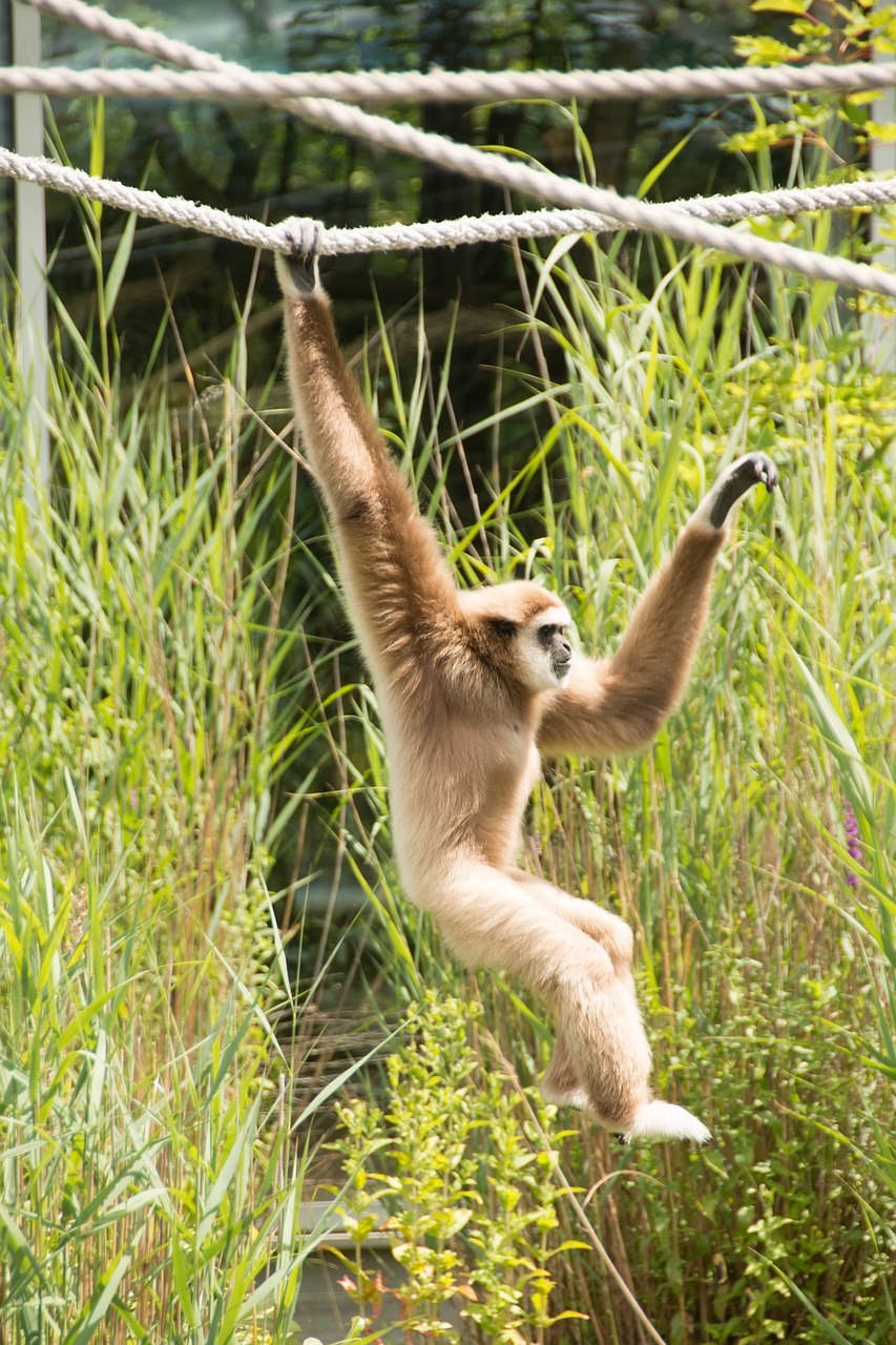 gibbon monkey white free photo