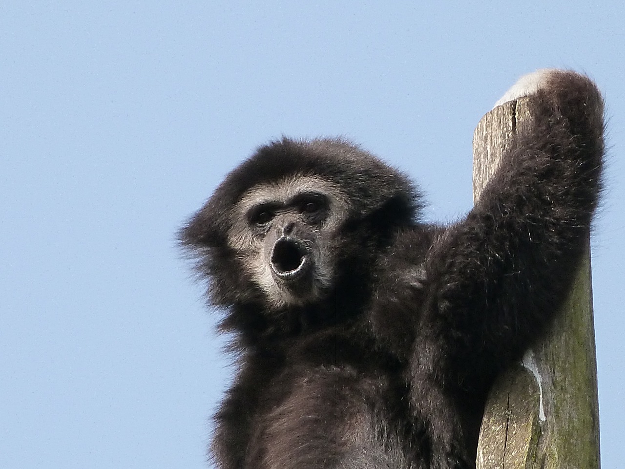 gibbon white hands animals great apes free photo