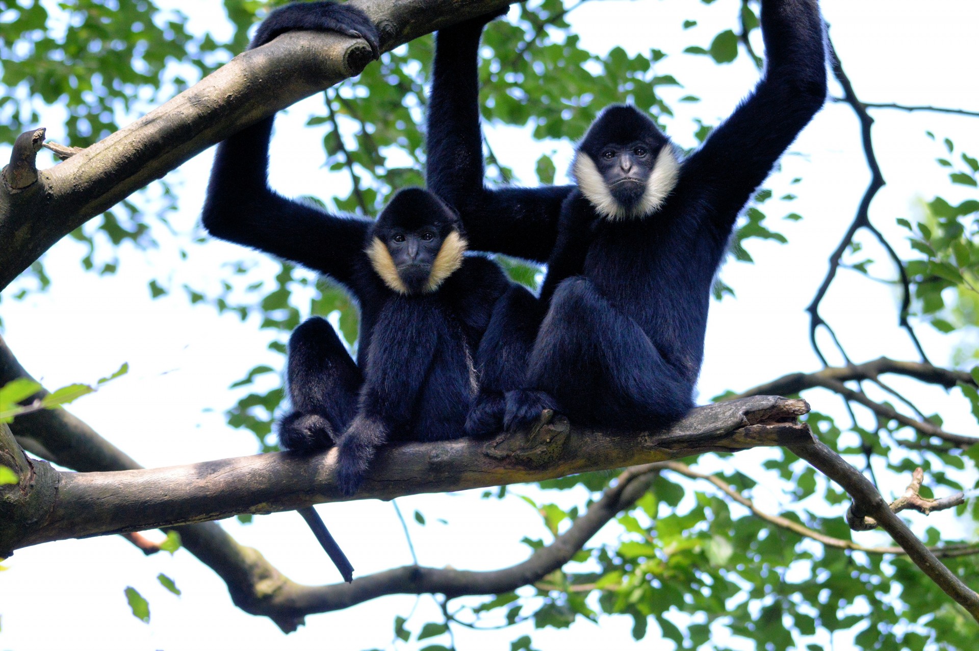 gibbon monkey ape free photo