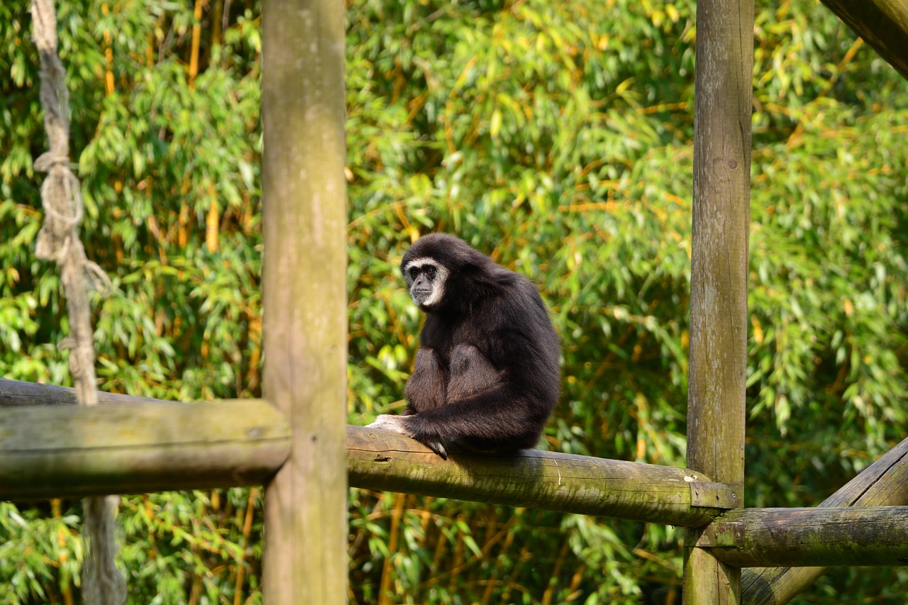 gibbons monkey black free photo