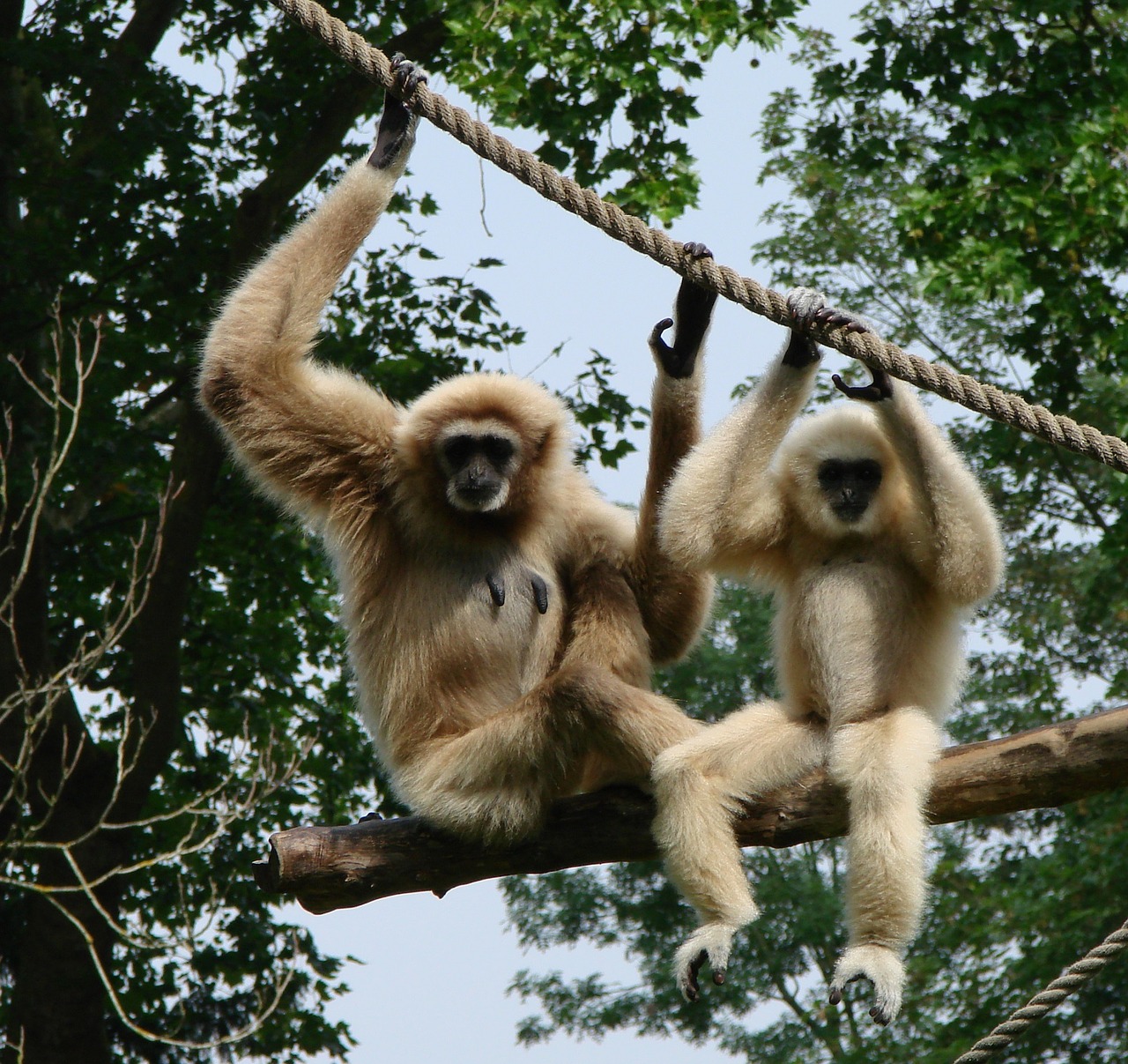 gibbons lesser apes mammals free photo