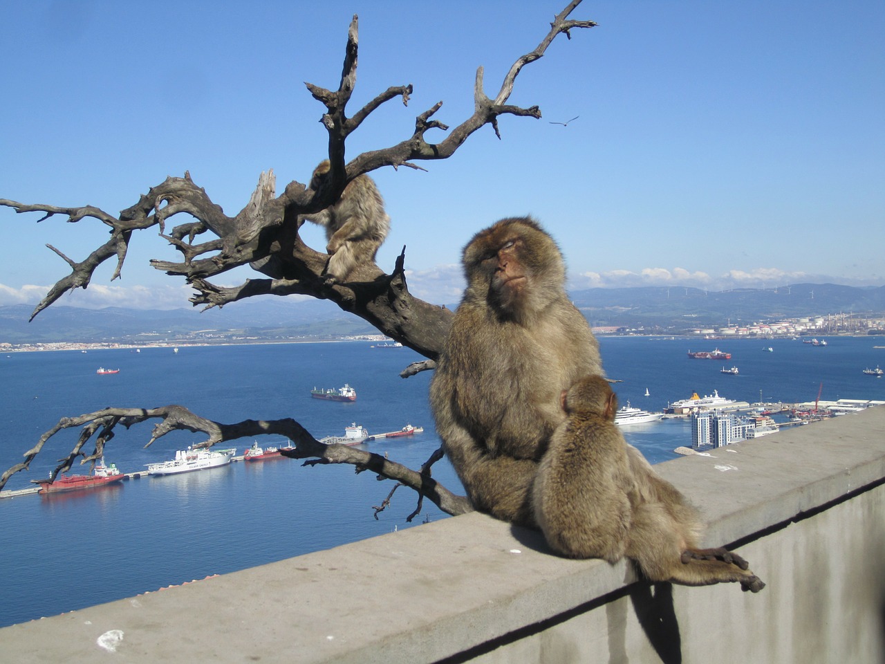 gibraltar monkeys mediterranean sea free photo