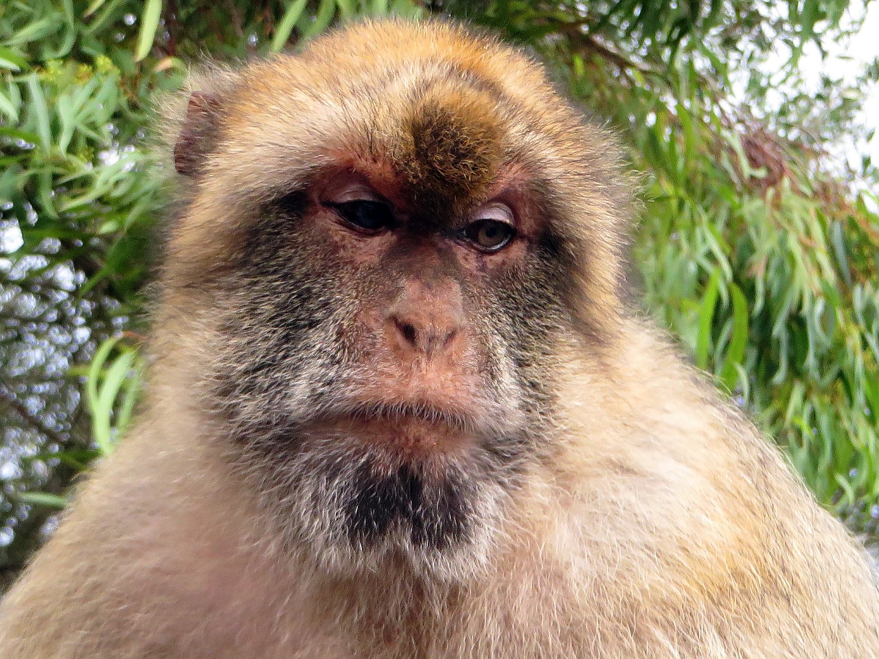 gibraltar monkey magot free photo