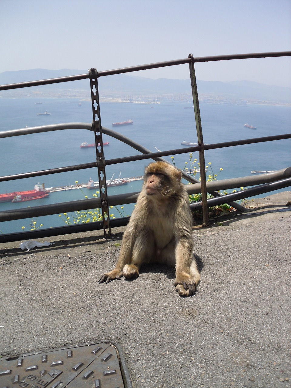 gibraltar monkey barbary ape free photo