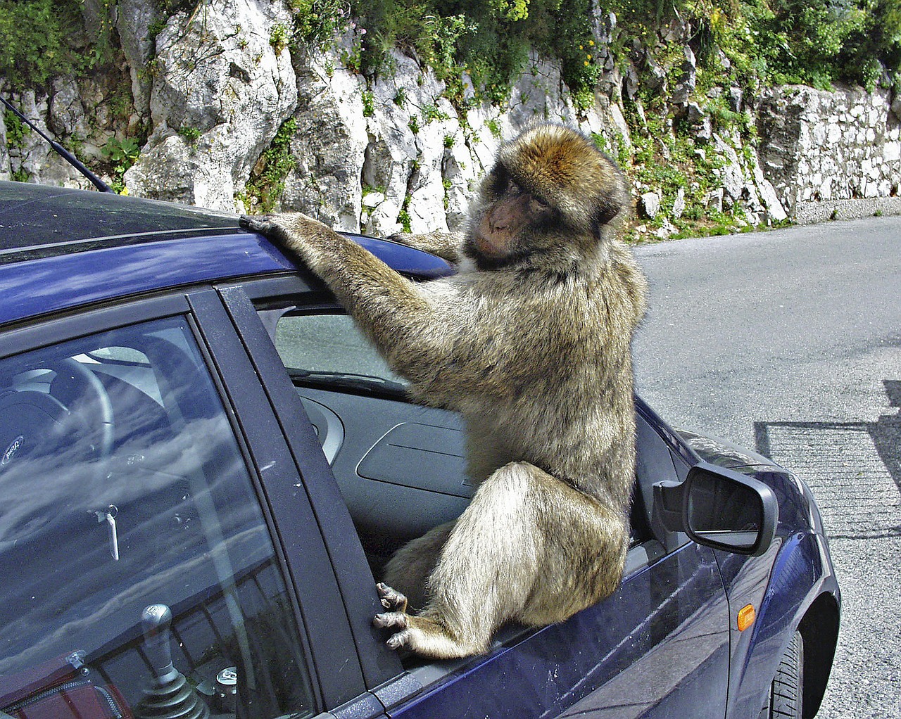 gibraltar baboon monkey free photo