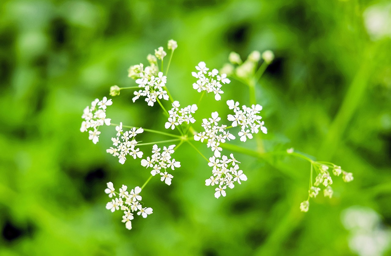 umbelliferae giersch wild vegetables free photo