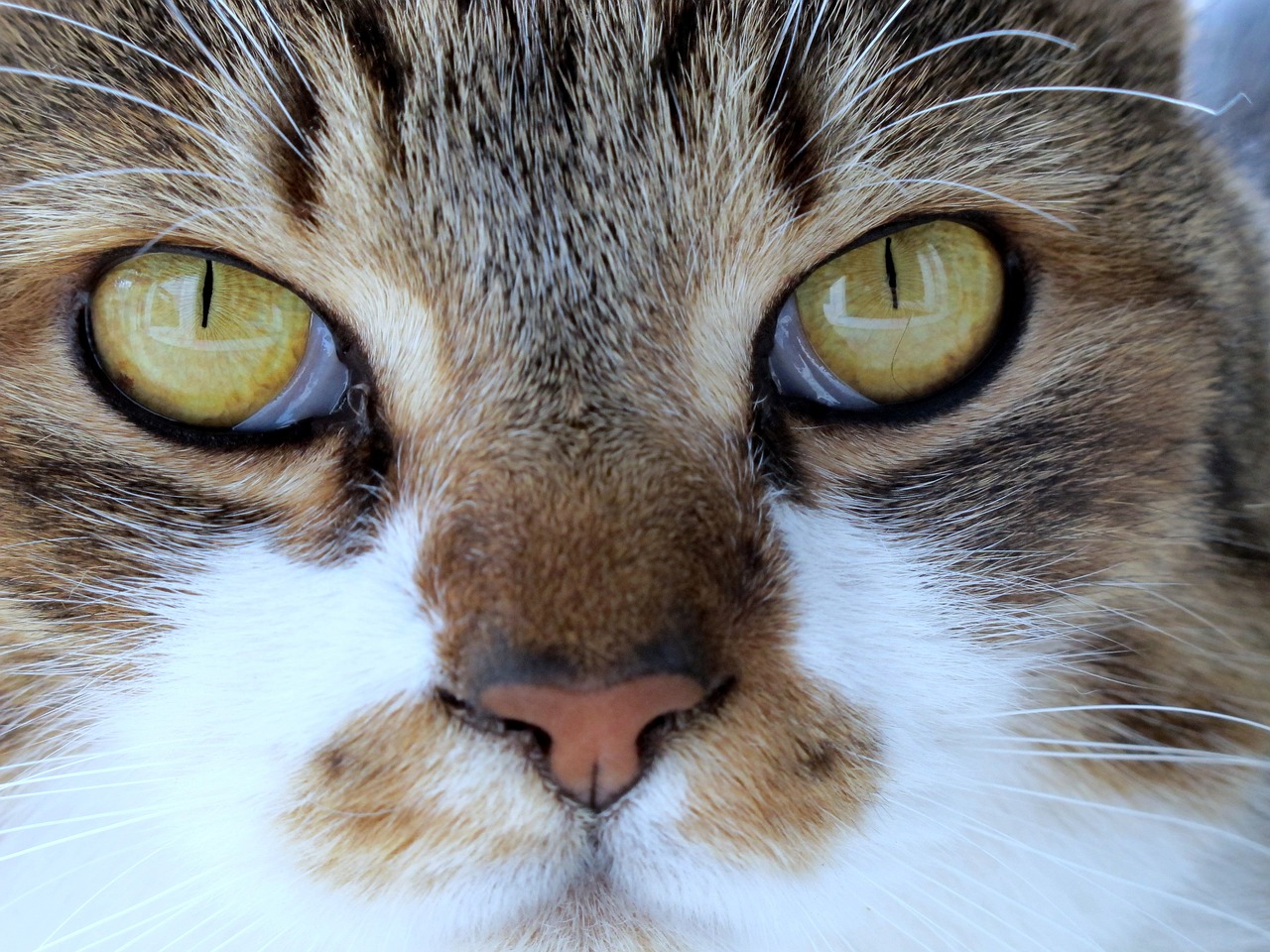 gigi  feline pet  piemonte free photo