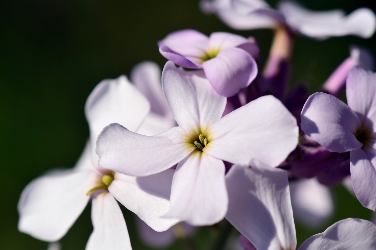 gilliflower hespers matronalis flower free photo