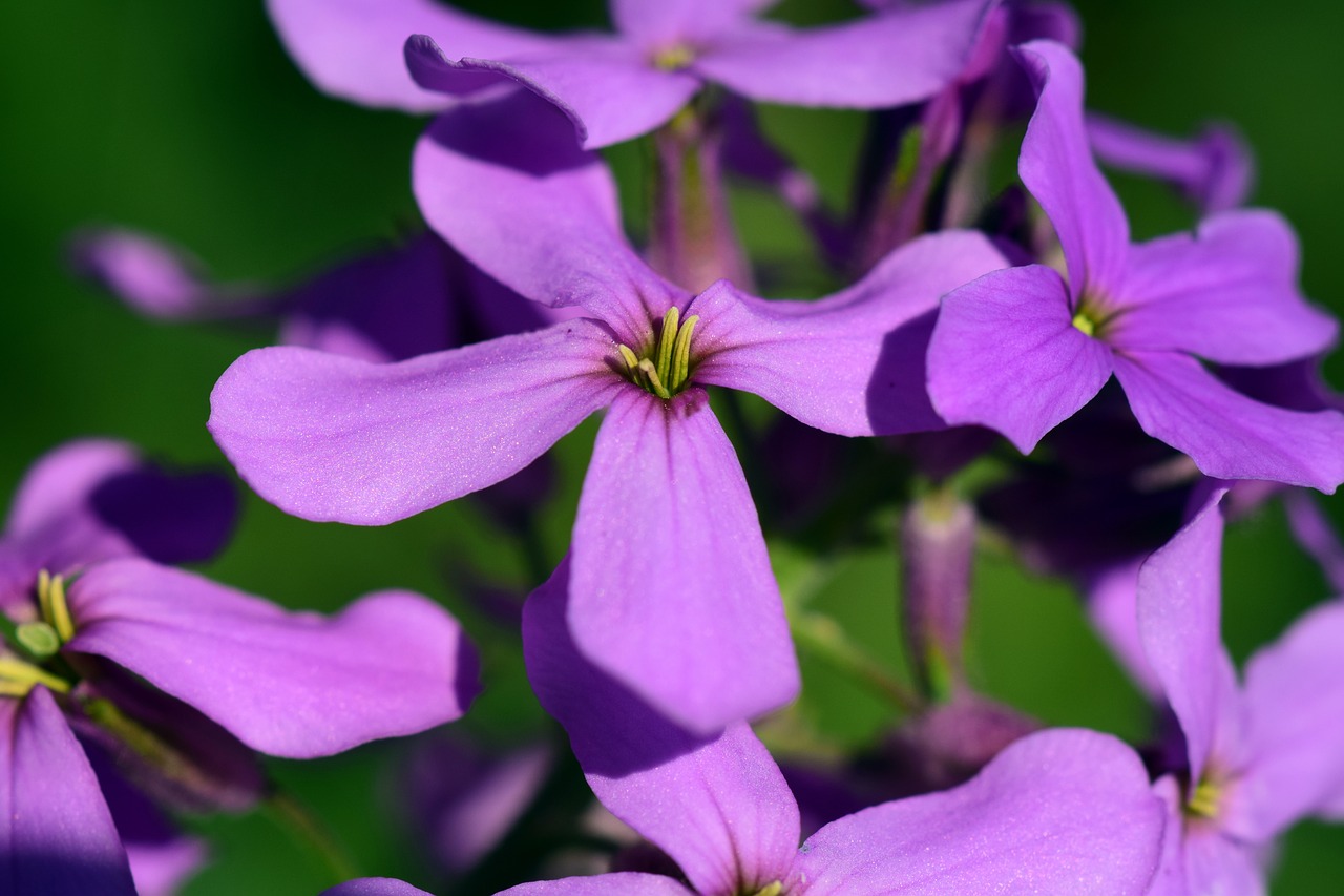 gilliflower hespers matronalis flower free photo