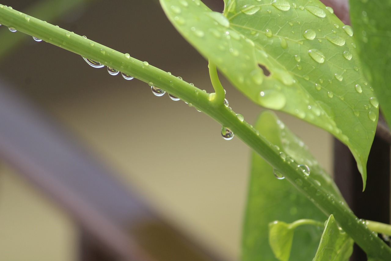 giloy heart-leaved moonseed tinospora cordifolia free photo