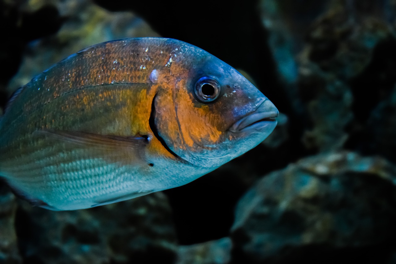 gilt-head bream fish animal free photo