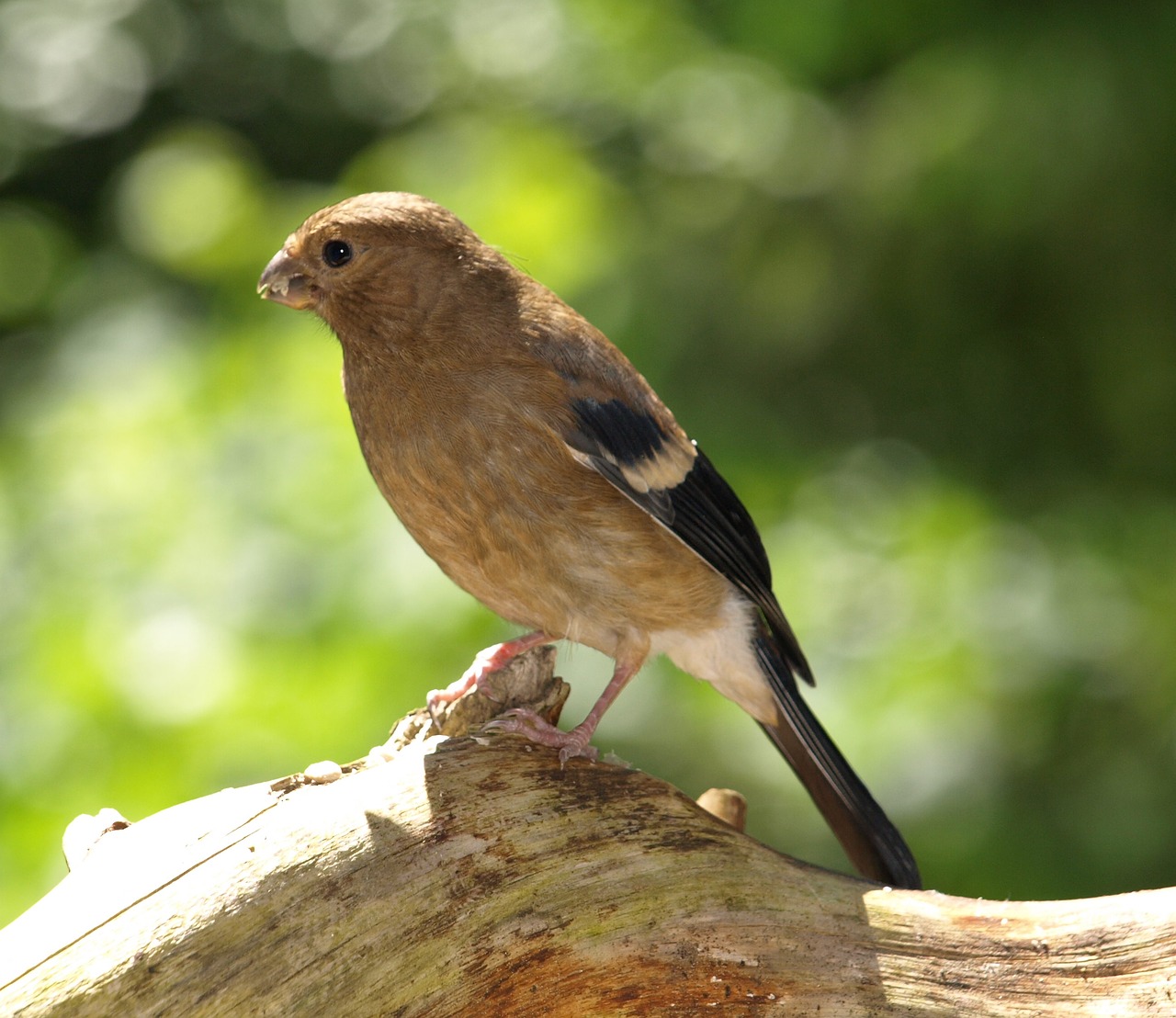 gimpel bullfinch blood fink free photo