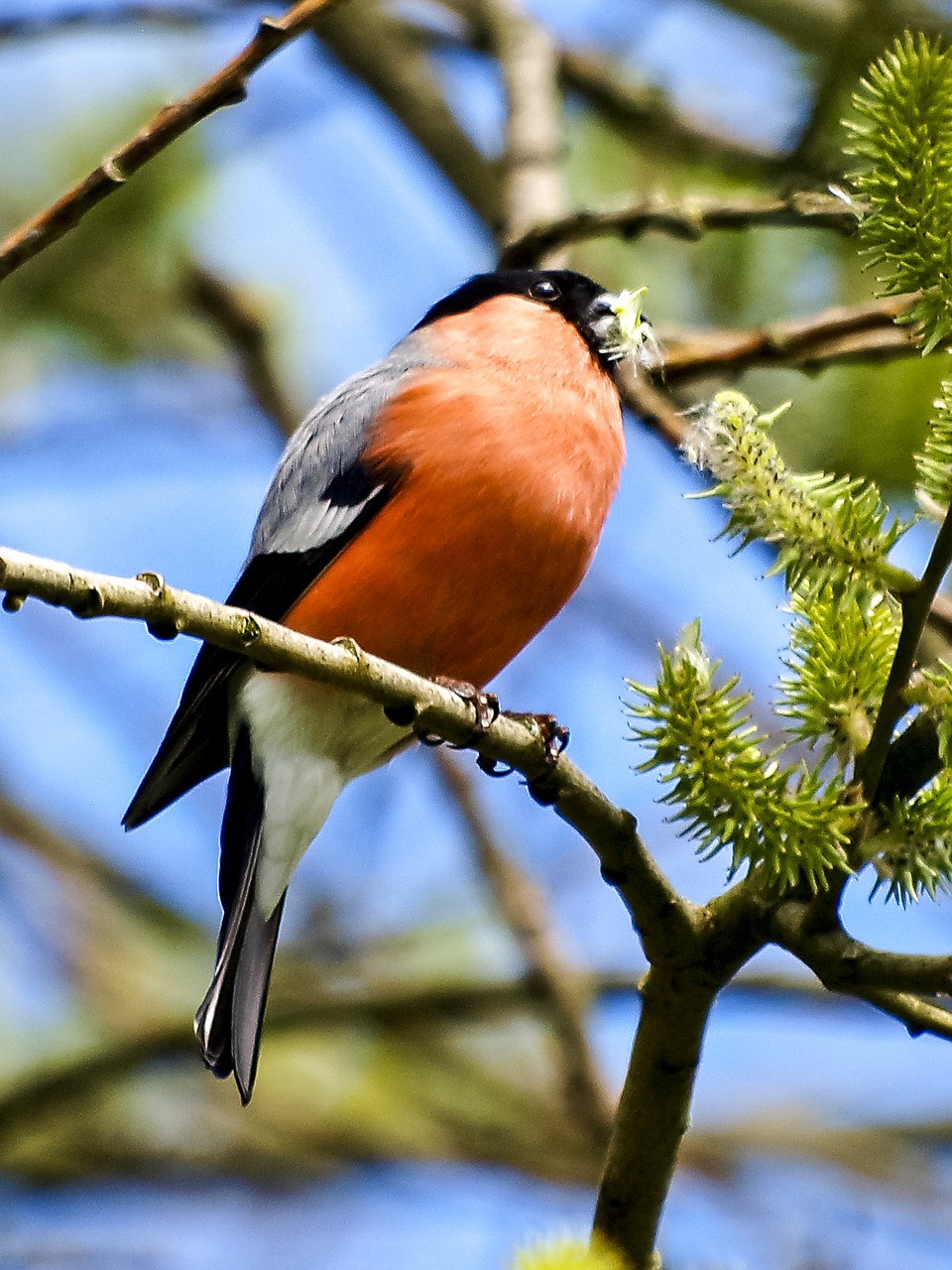 gimpel bullfinch bird free photo