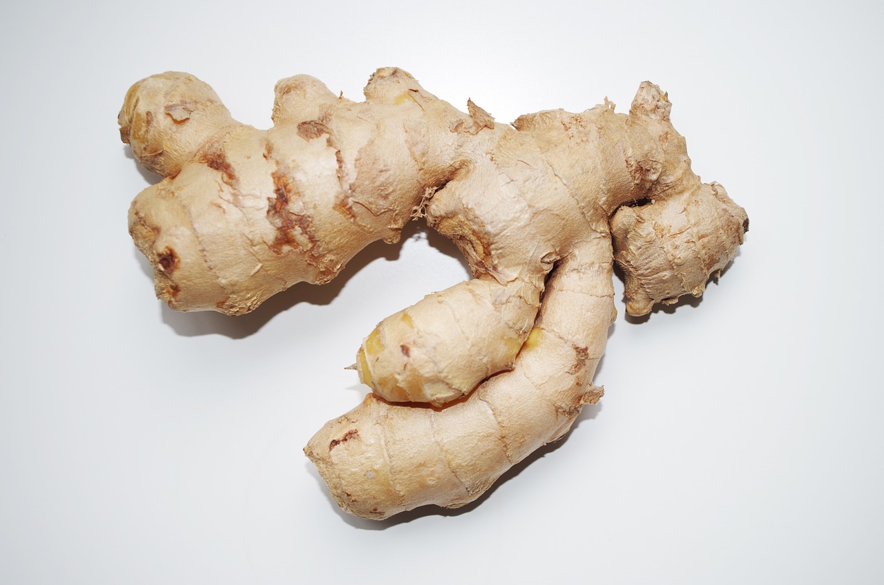 ginger the root of the pepper free photo