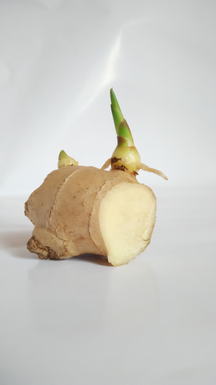 ginger ginger sprout germination free photo