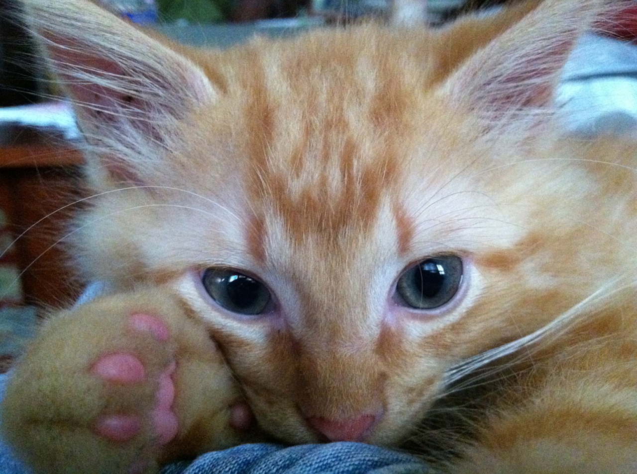 ginger cat blue eyes free photo