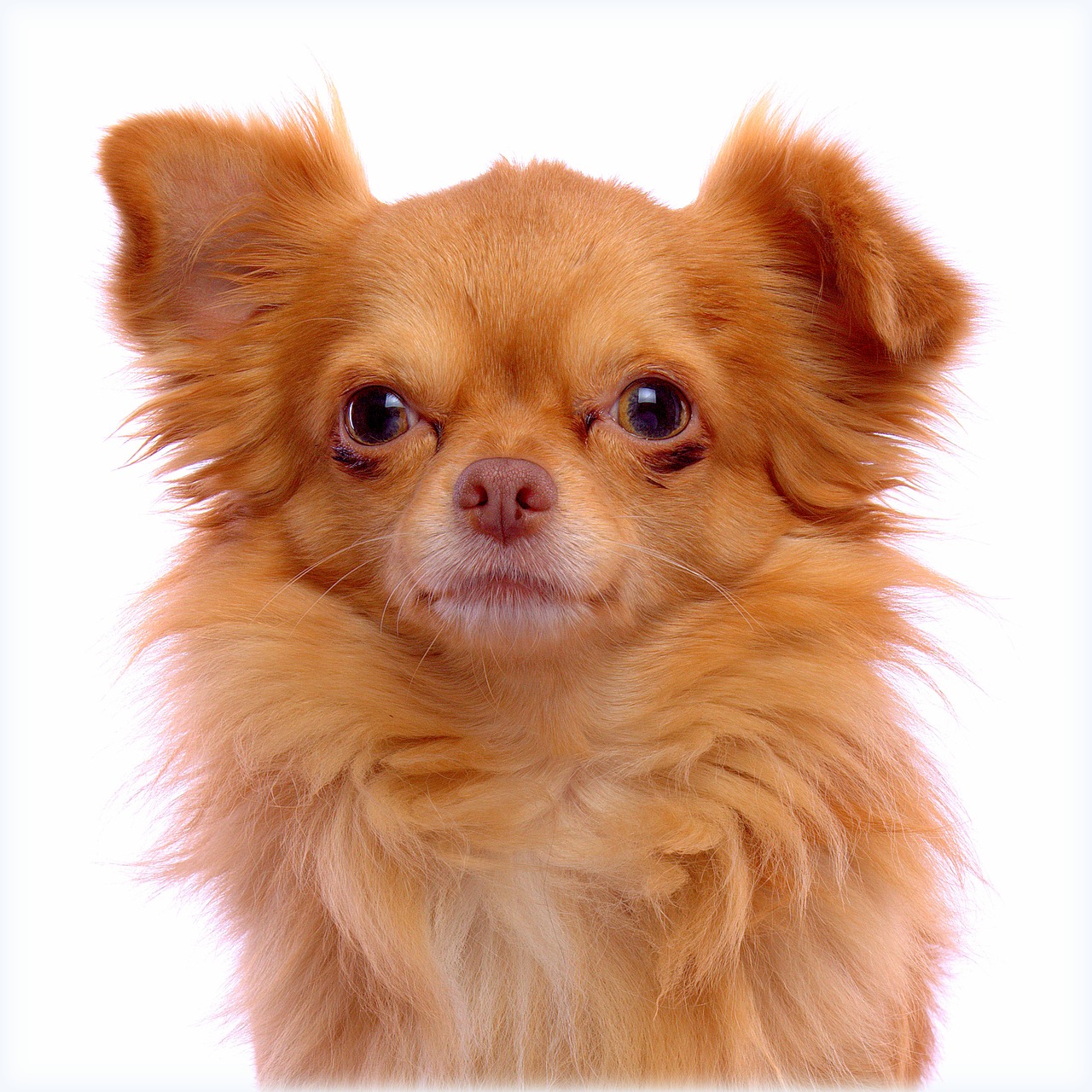 ginger dog chihuahua free photo