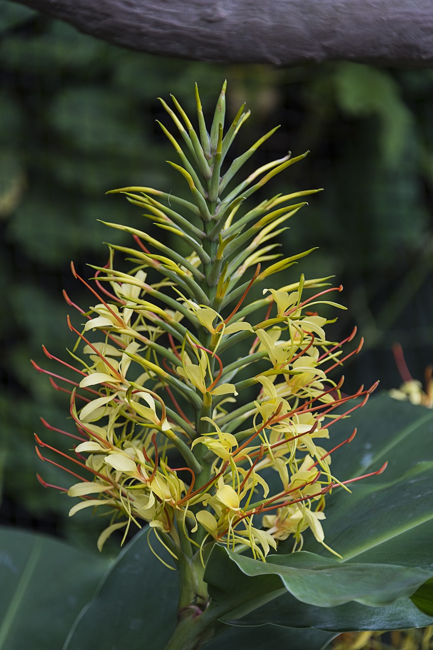 ginger  nature  yellow free photo