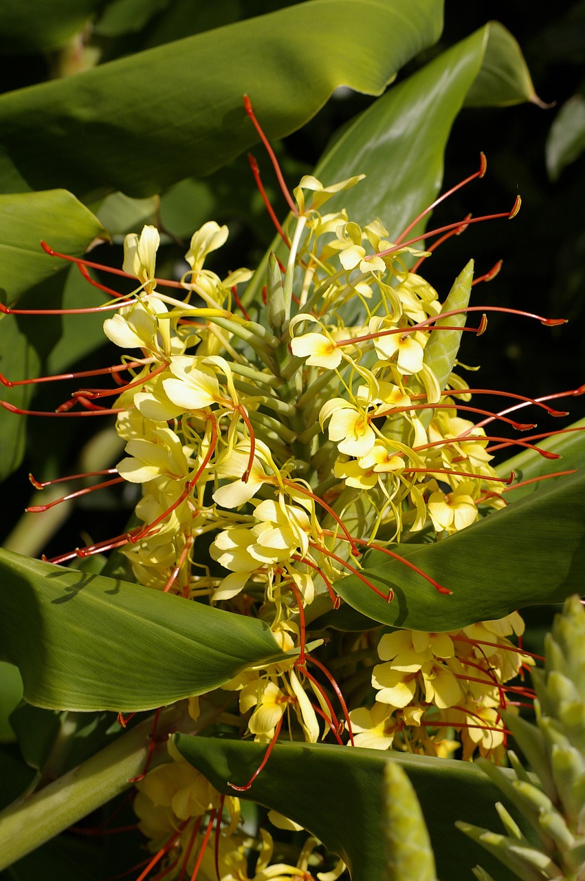 ginger flowers blooms free photo