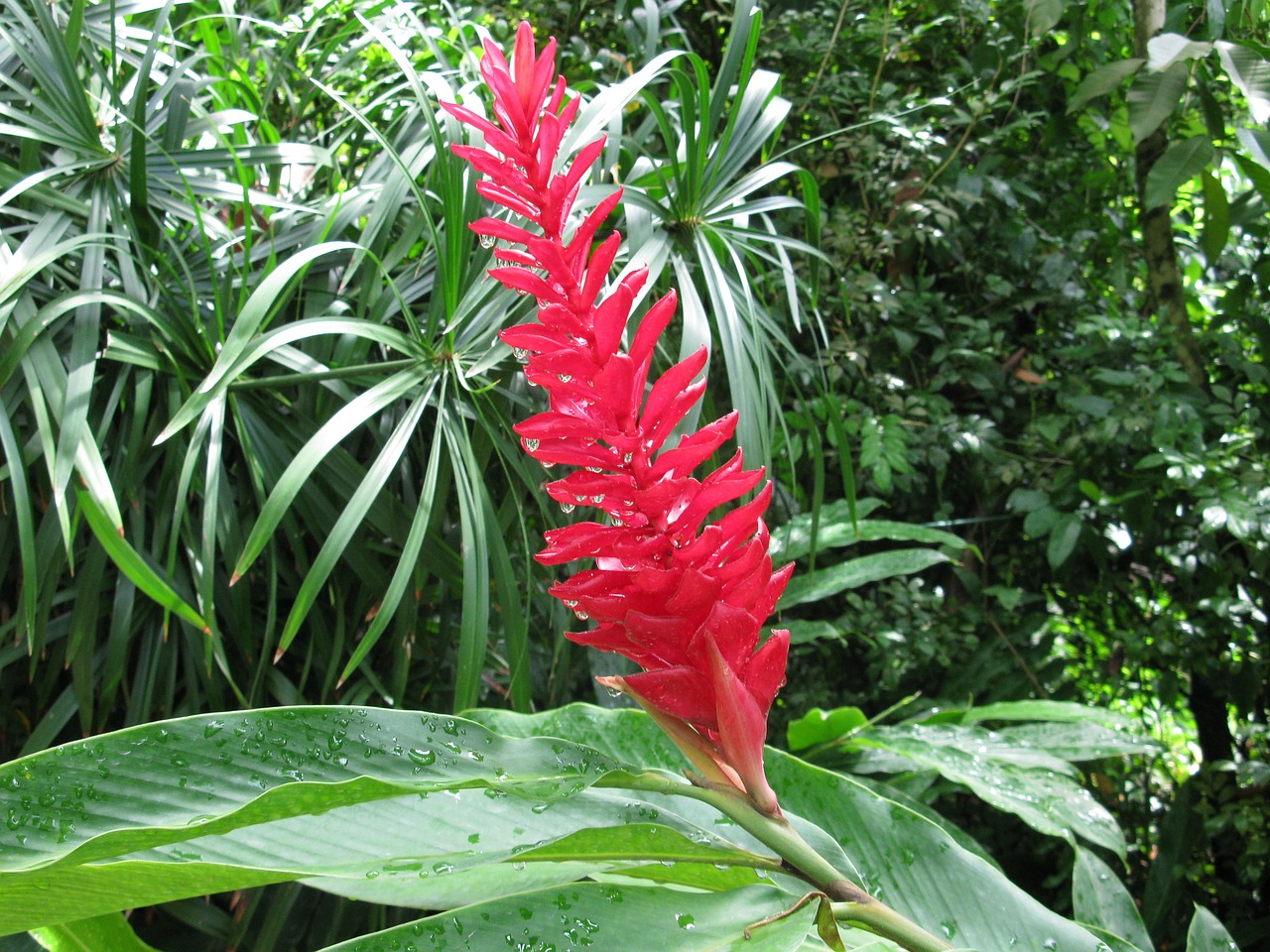 ginger red torch free photo