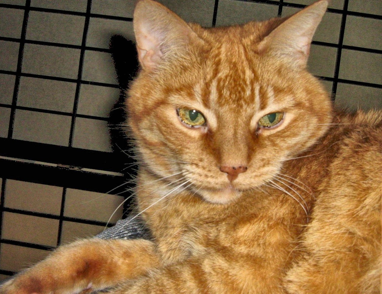 ginger domestic short haired cat free photo