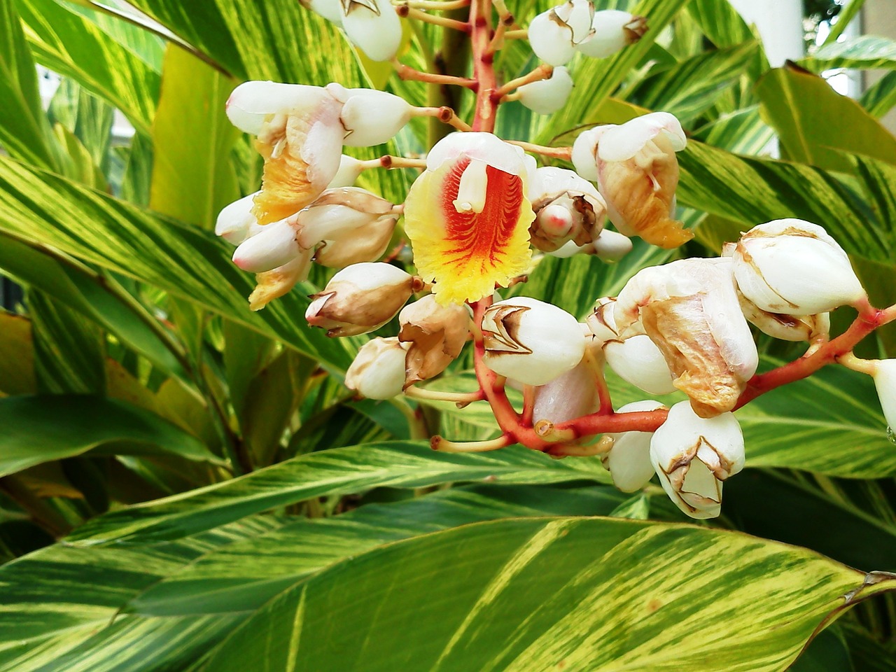 ginger ginger blossoms tropical free photo