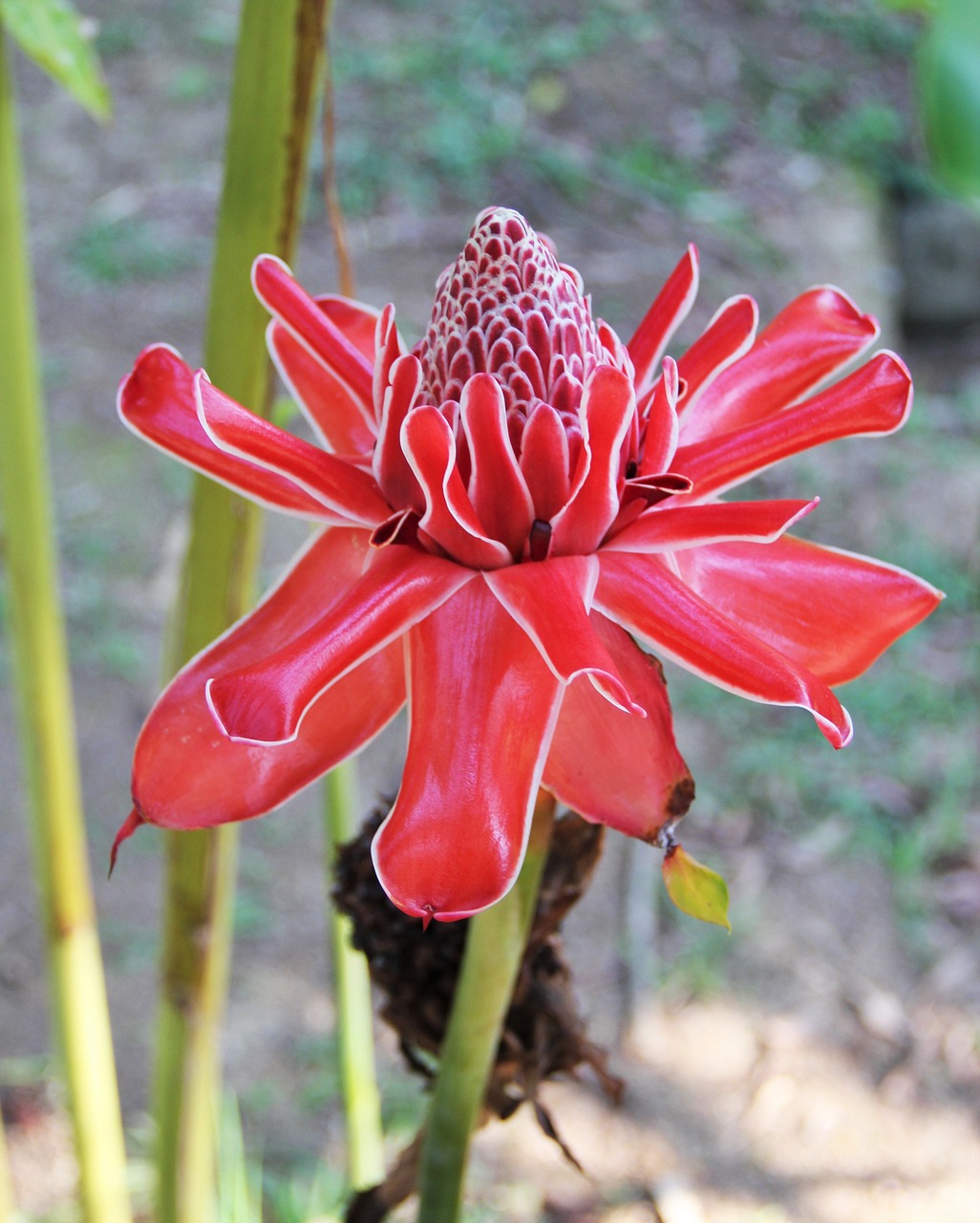 ginger blossom tropical blooms ginger plant free photo
