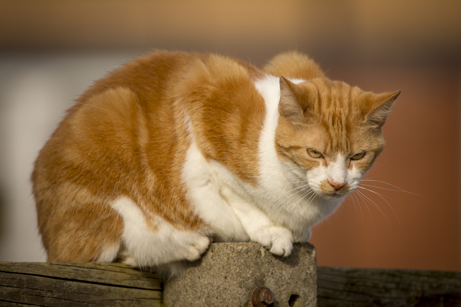 ginger cat domestic cat animal free photo