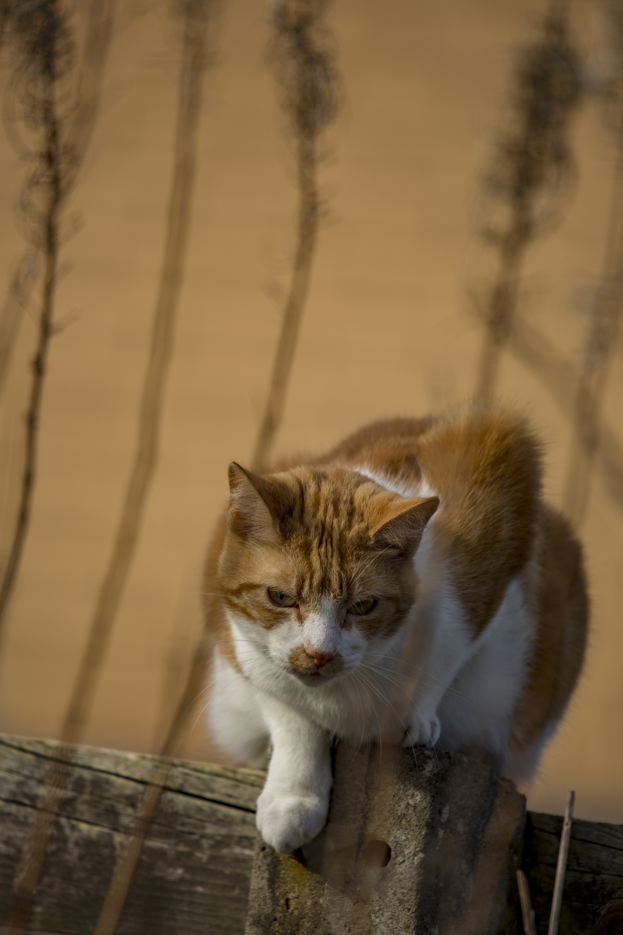 ginger cat domestic cat animal free photo