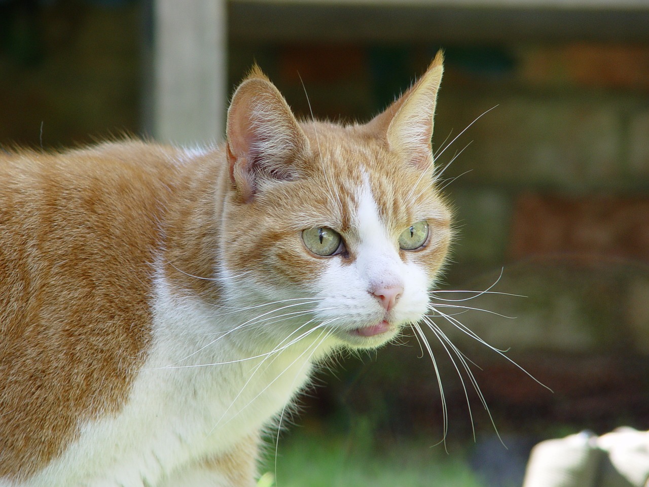 ginger cat animal pet free photo