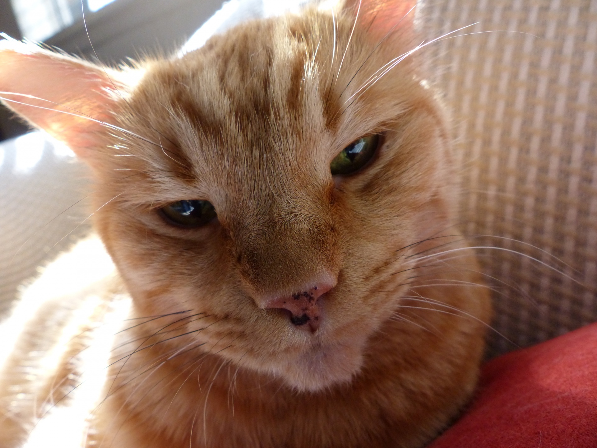 cat feline ginger free photo