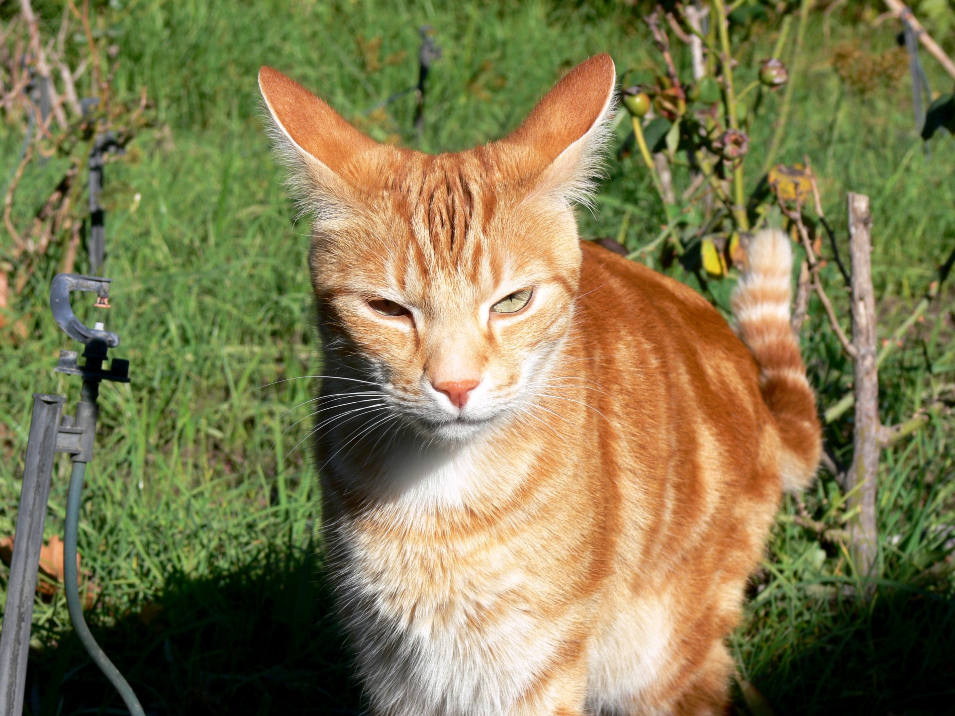 ginger cat ginger cat free photo