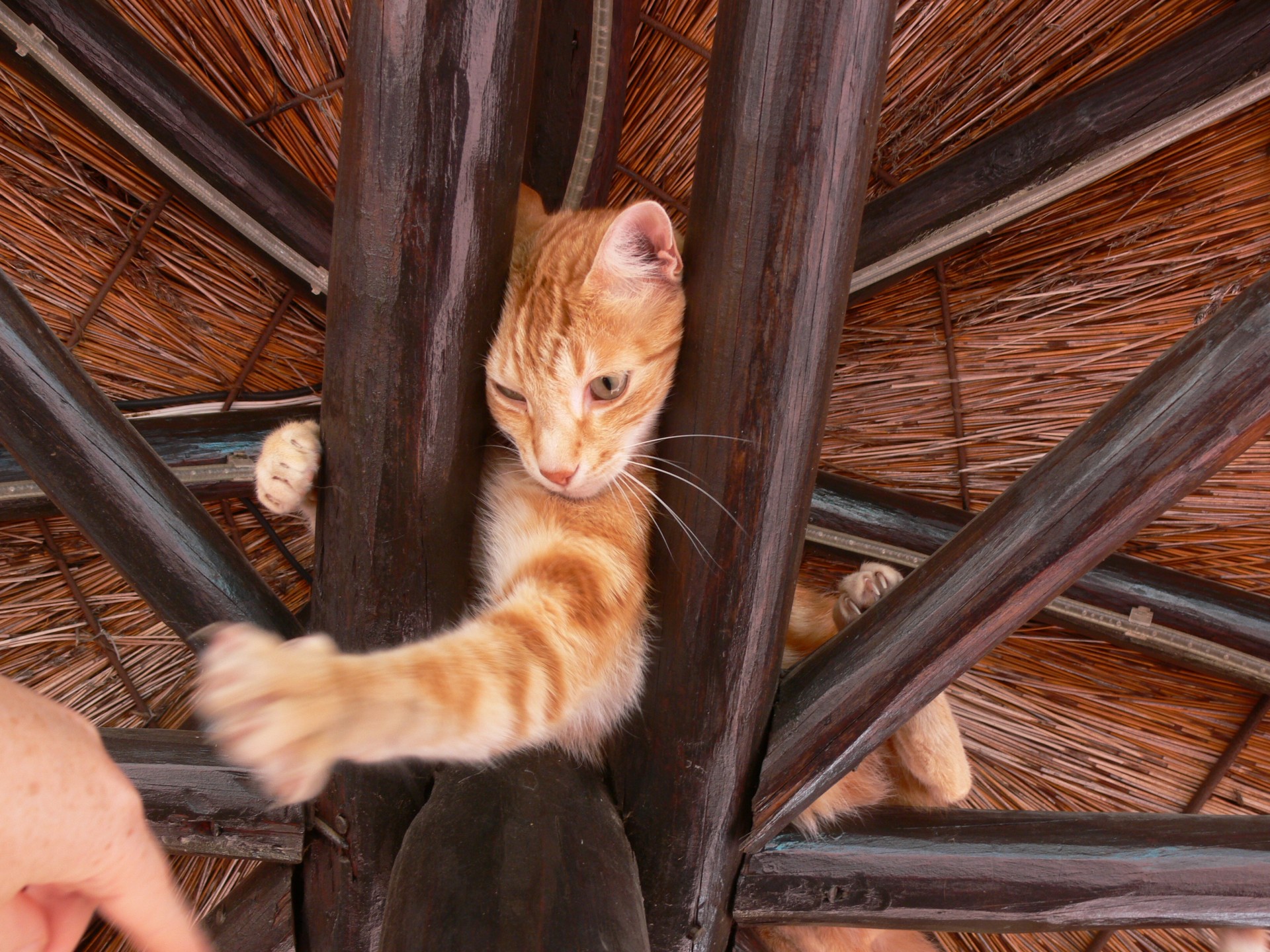 cat ginger stretch free photo