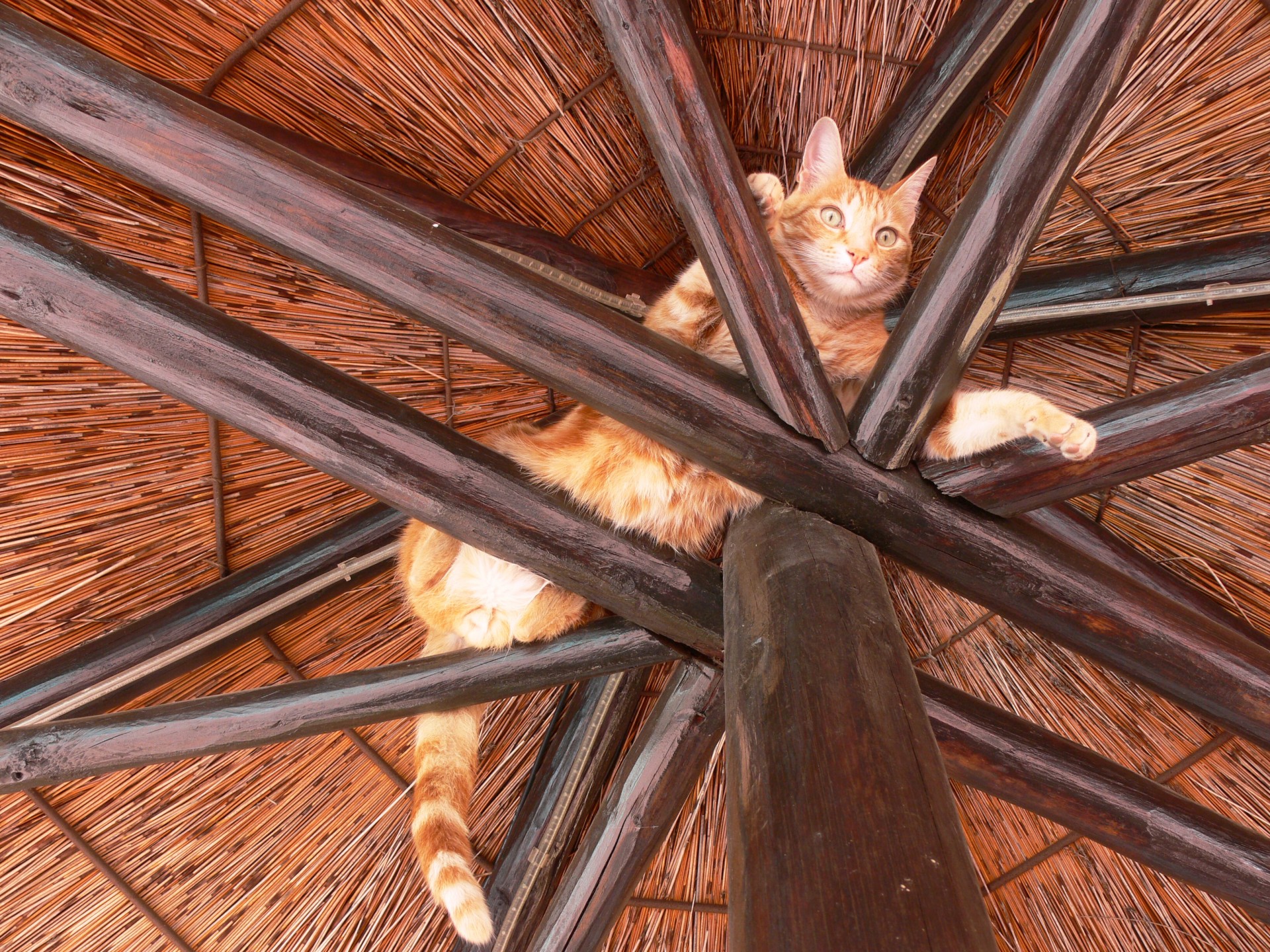 cat ginger rafters free photo