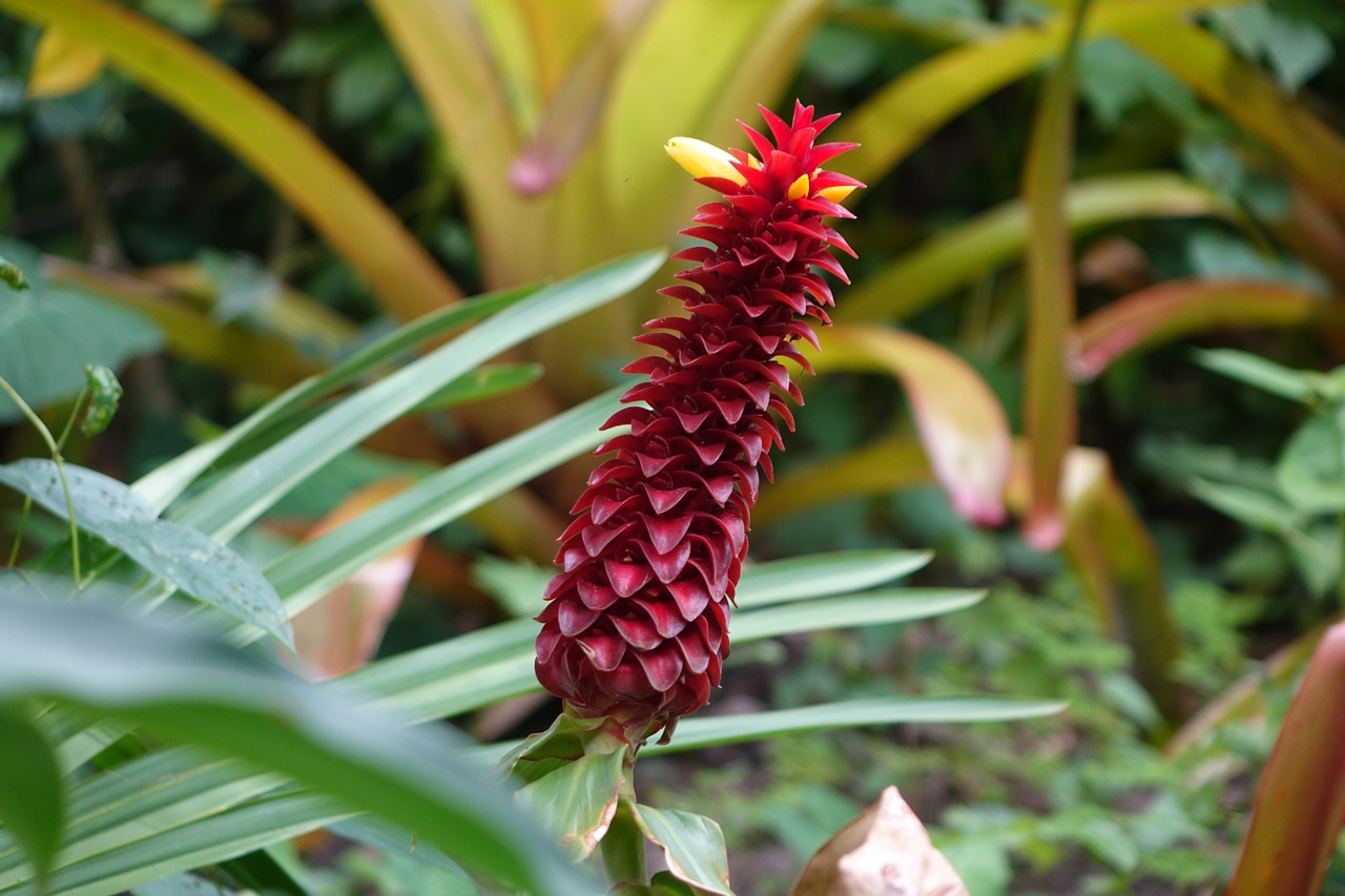 ginger flower exotic plant free photo