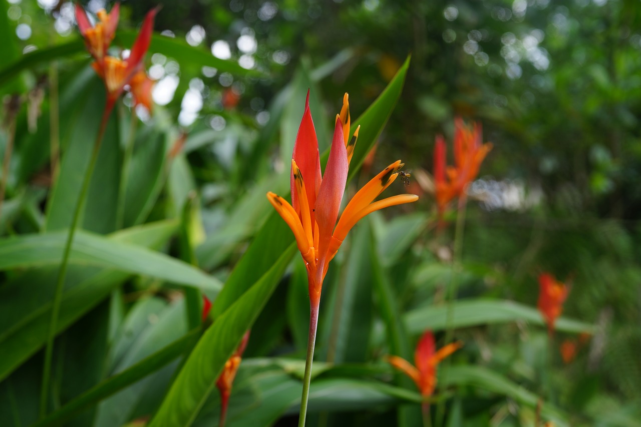 ginger flowers blossom bloom free photo