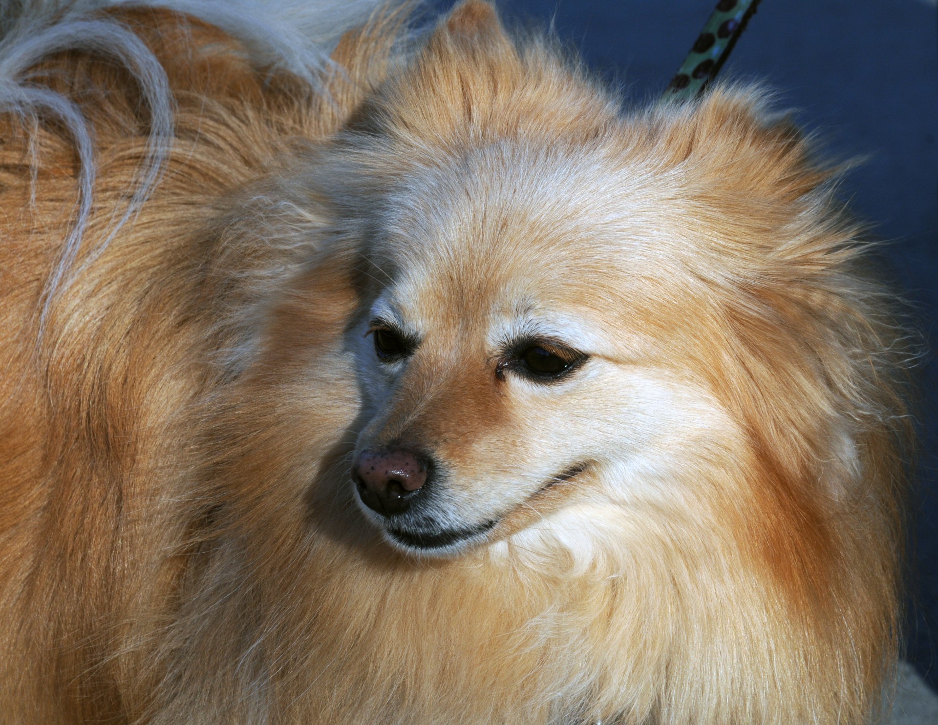 pomeranian dog pet free photo