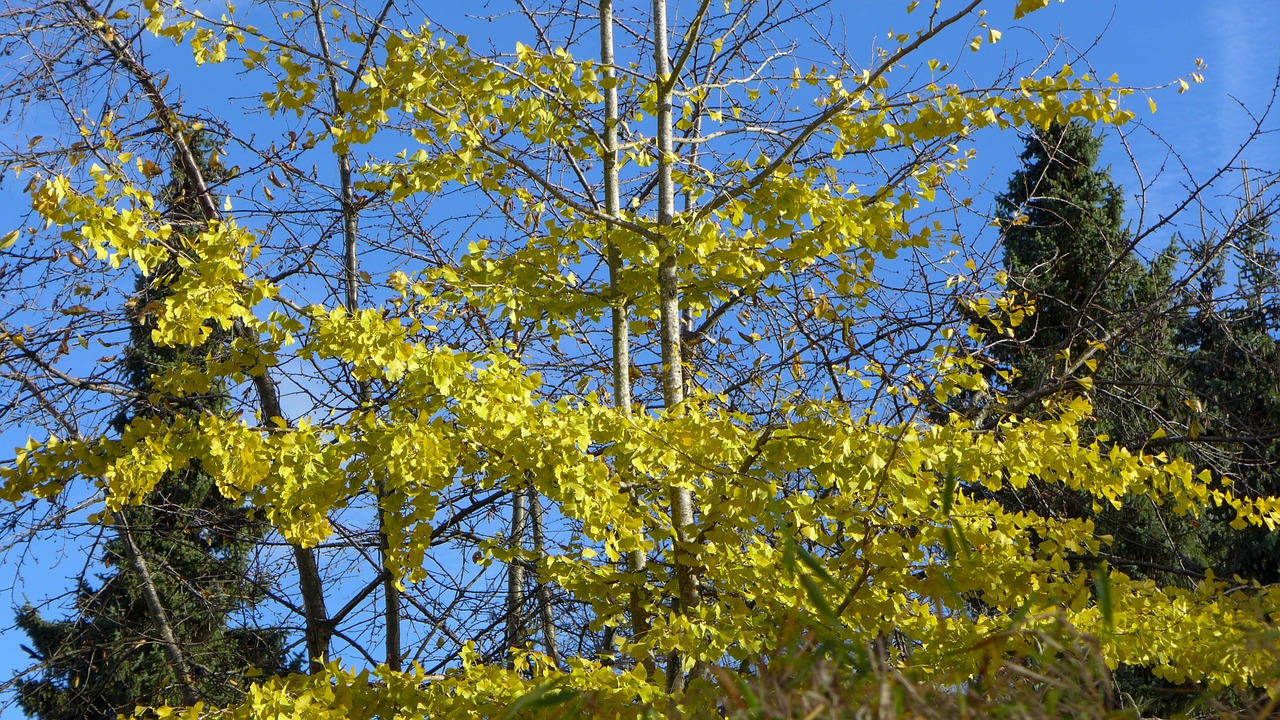 gingko deciduous tree conifers free photo