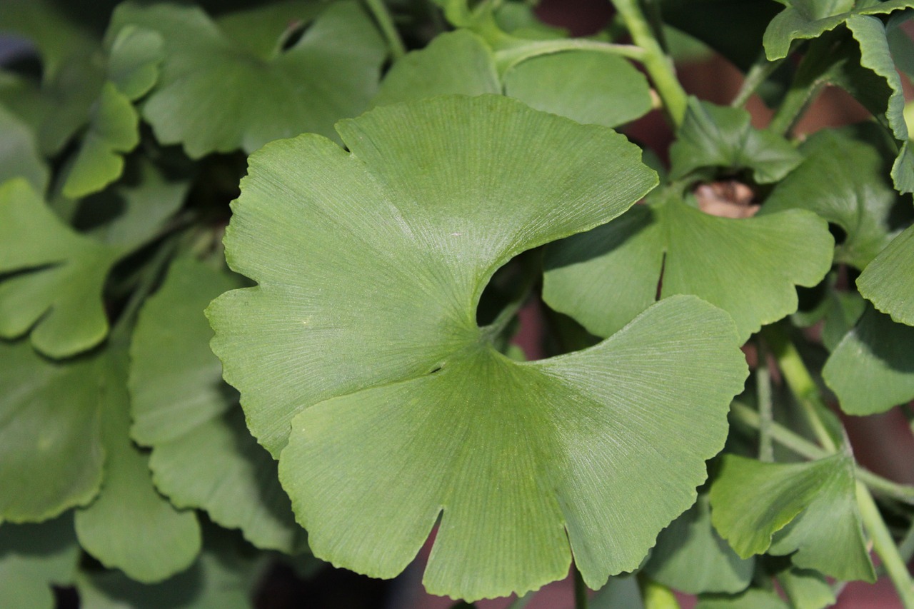 gingko leaf green free photo